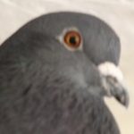 Profile picture of William Morrison
