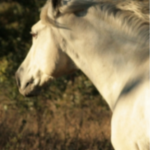 Profile picture of geofft