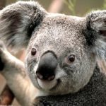 Profile picture of Nevelle